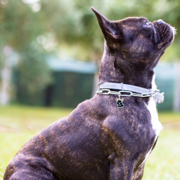 Placa ID Bulldog Frances