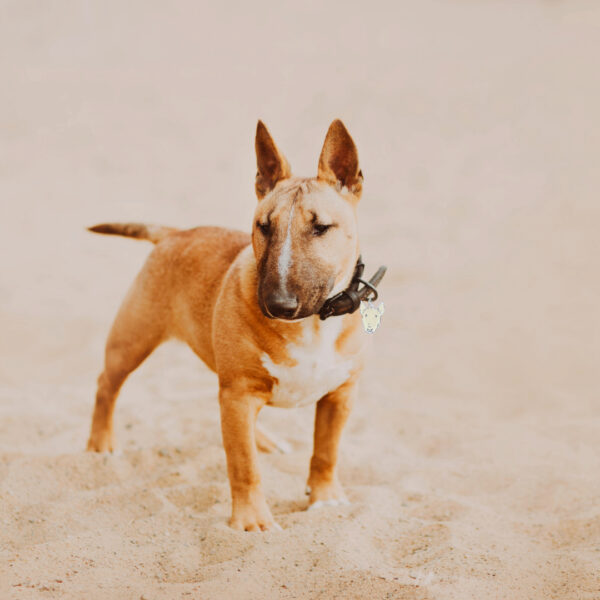 Placa identificacion Bullterrier