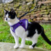 Placa ID gato Arnes