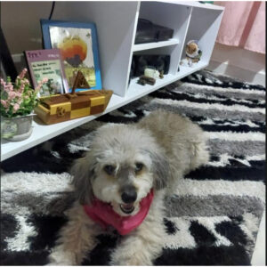 chiqui