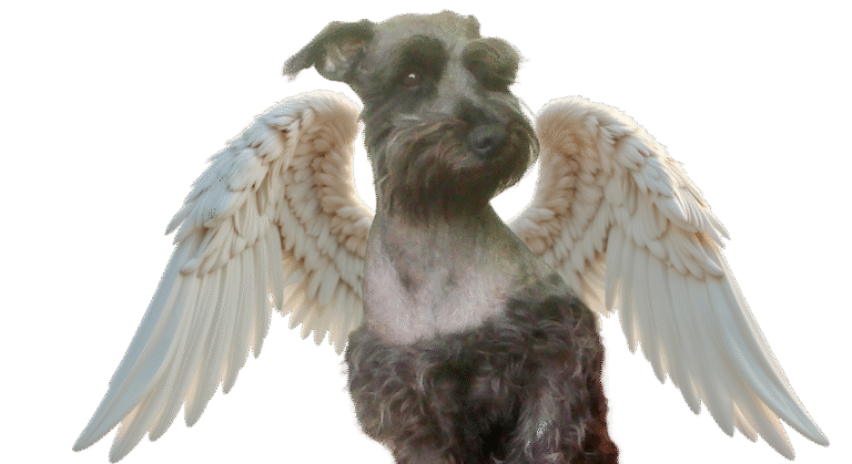 Puppy