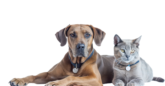 mascotas perro gato